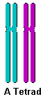 tetrad chromatid